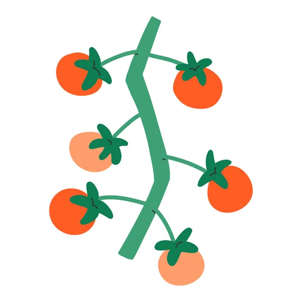 Kleine Tomaten am Zweig, kirschsüße rote kleine Tomaten, isolierte Vektorillustration, frisches Bio-Gemüse — Stockvektor