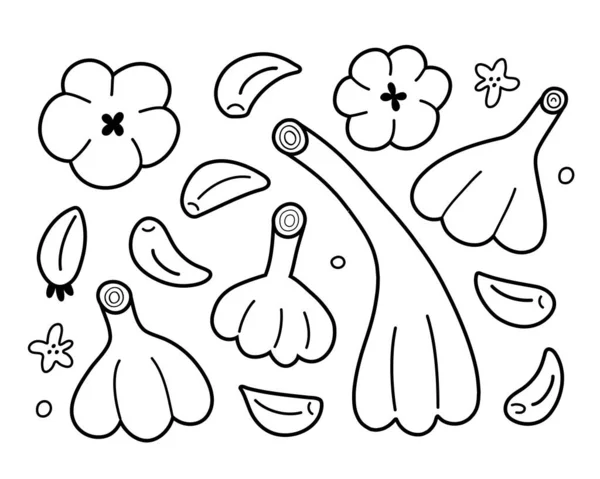 Česneková sada obrysů, vektorová ilustrace česnekových cibulí a stroužků izolovaných na bílém pozadí, line art, lineární kresba, koření zdravé zeleniny, ručně kreslené ikony, přísada do vaření — Stockový vektor