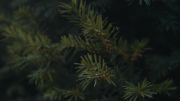 Pine Tree Needles Close Fly — Stock video