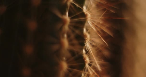Kaktüs Düşük Tuşlu Işıklandırmada Makro Çekim — Stok video