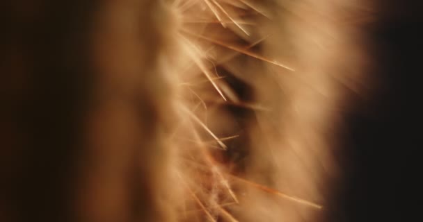 Cactus Macro Shot Low Key Lighting — Stock Video