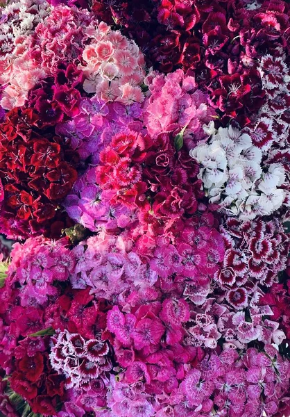 Different Beautiful Carnation Flowers Bouquet — ストック写真