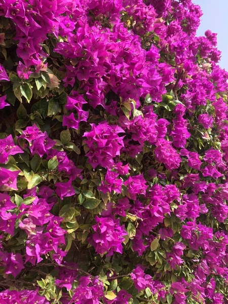 Güzel Pembe Egzotik Çiçekler — Stok fotoğraf