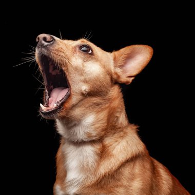 Galli Corgi köpeği siyah arka planda oturuyor