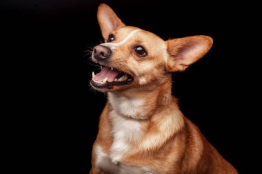 Siyah arka planda oturan Galli Corgi köpeği