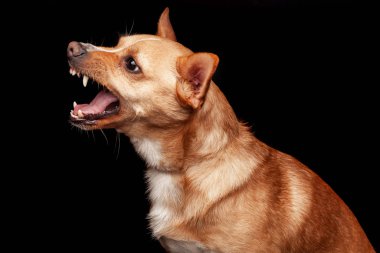 Siyah arka planda oturan Galli Corgi köpeği