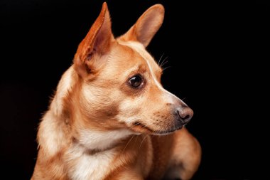 Galli Corgi köpeği siyah bir arka planda yatıyor