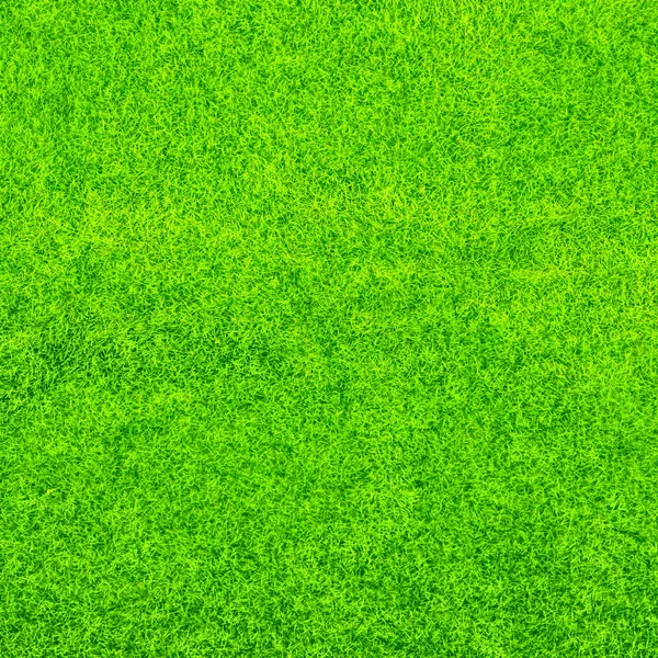 Textura de fondo de hierba verde —  Fotos de Stock