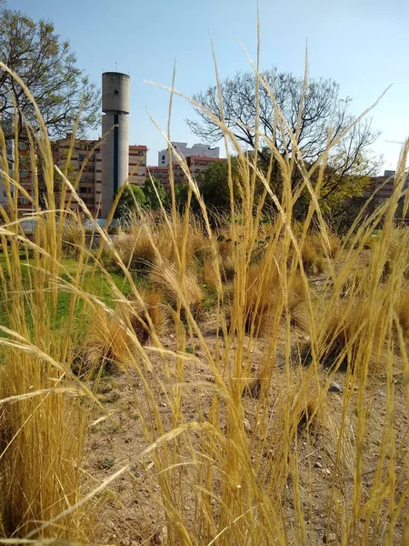 Park Mexico City Droog Gras Voor Het Warme Seizoen — Stockfoto