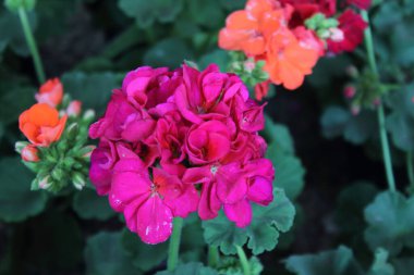 Bahçıvanlardan evlere kadar her yeri süslemek için beyaz yaprak ya da taç yaprakları.