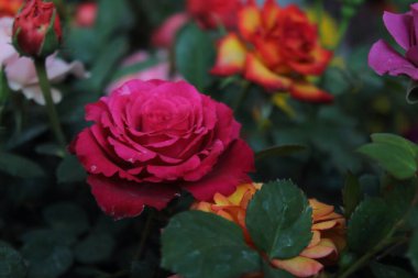 Gül, güzelliği, kokusunun yumuşaklığı ve rengiyle olağanüstü bir çiçektir..