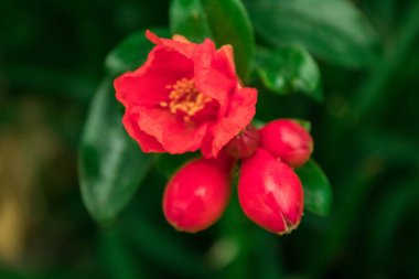 Organizmamızı sağlıklı tutmak için, serbest radikallerin yol açtığı hasarı önlemek için yeterli antioksidan ürünü sağlamak gereklidir ve en iyi alternatiflerden biri kırmızı nardır..