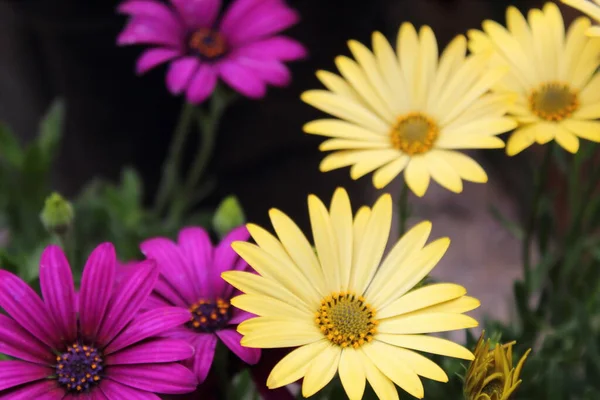 Margherita Africana Fiori Diversi Colori Che Possono Essere Utilizzati Decorare — Foto Stock