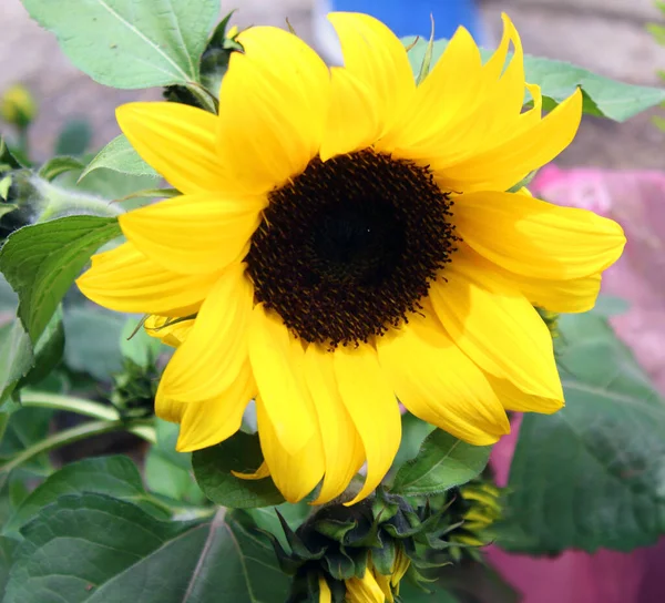 Sunflower: Plant with thick stem, tall and straight, petiolate leaves, heart-shaped, yellow flowers and fruit with many blackish and edible seeds (pipes).