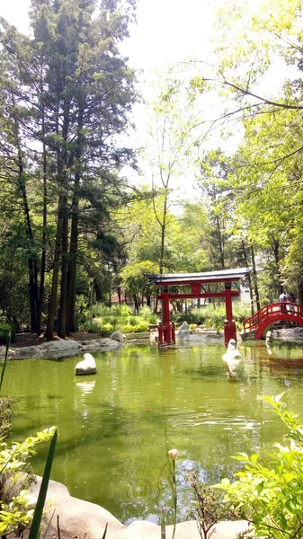 Japansk Stil Park Mexico City — Stockfoto