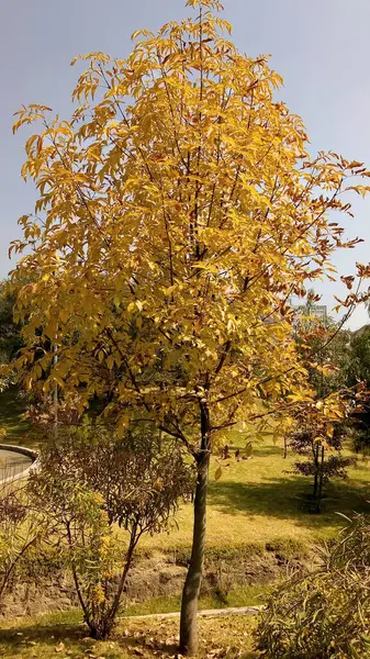 Herdenkingsdag Het Park — Stockfoto