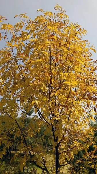 Parkta Sonbahar Günü — Stok fotoğraf