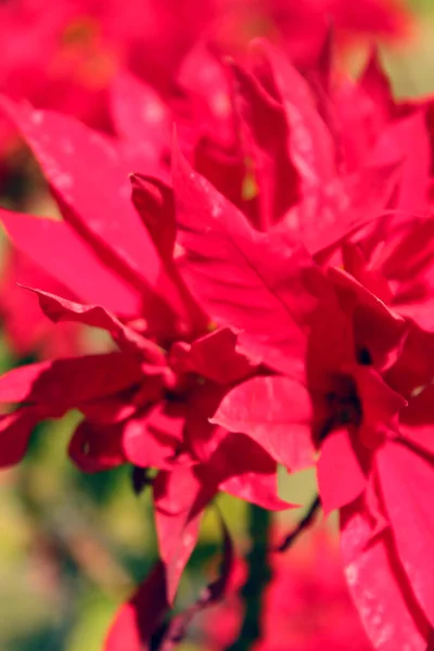 Vaak Bekend Als Poinsettia Bloem Kerstmis Bloem Een Soort Inheems — Stockfoto