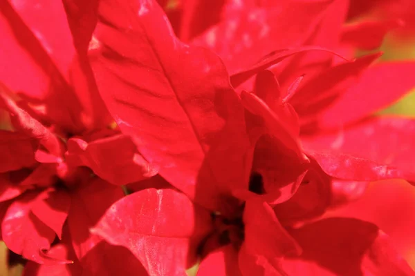 Правило Известный Пуансеттия Цветок Рождественский Цветок Является Одним Видов Родом — стоковое фото
