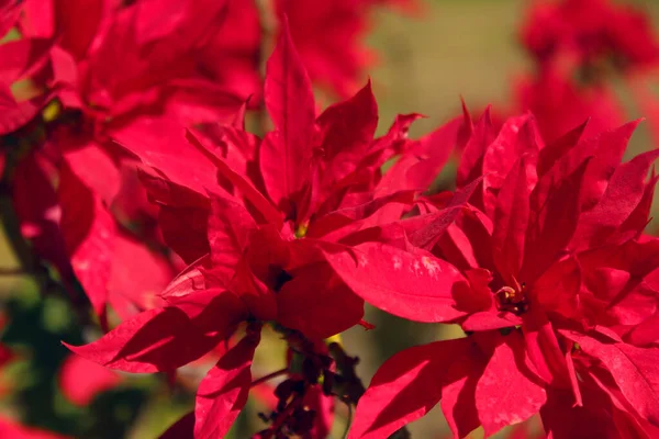 Commonly Known Poinsettia Flower Christmas Flower Species Native Mexico Often — ストック写真