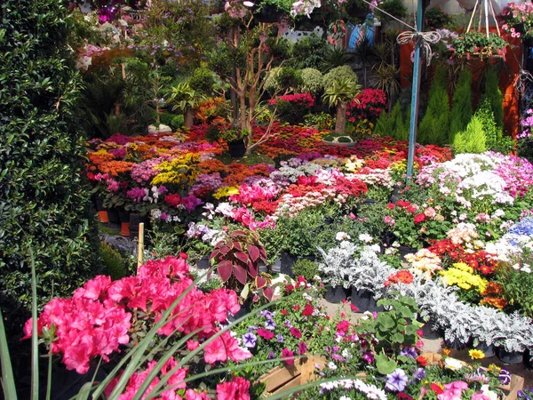 Blumenmarkt Südlich Von Mexiko Stadt — Stockfoto