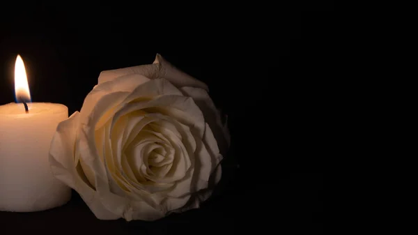Weiße Rose Auf Schwarzem Hintergrund — Stockfoto