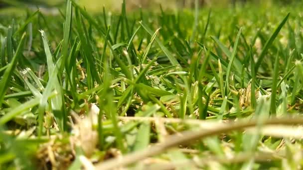 Grönt Gräs Som Passerar Solstråle Tid Förflutit Stil — Stockvideo