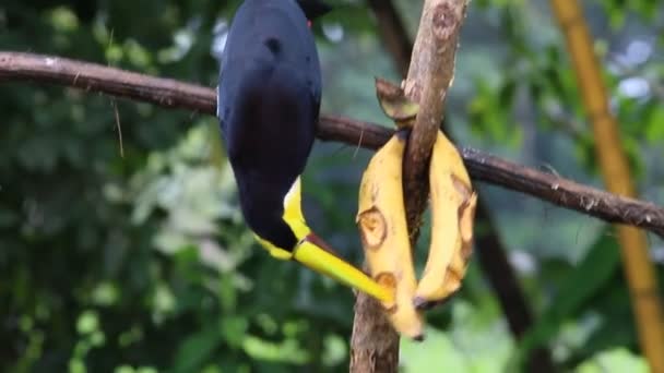 Formigas Trabalham Duro Para Alimentar Comida Eles São Muito Organizados — Vídeo de Stock