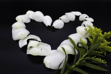 Siyah arka planda beyaz gül yaprakları.