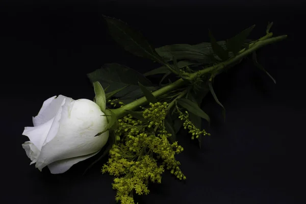 White Rose Black Background Celebrate Day Love Friendship Valentine Day — Stock Photo, Image