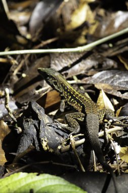 Kosta Rika ormanlarının tipik kertenkelesi.