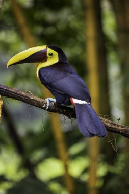 Altı cins ve kırk iki farklı tukan türüne ev sahipliği yaptığı için, piciformes familyasından Ranphastidae kuşları çok geniştir..