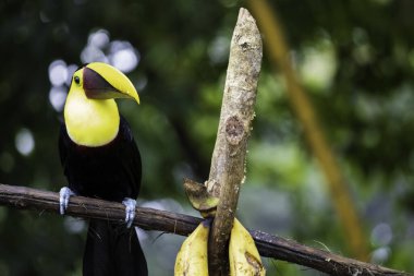 Altı cins ve kırk iki farklı tukan türüne ev sahipliği yaptığı için, piciformes familyasından Ranphastidae kuşları çok geniştir..