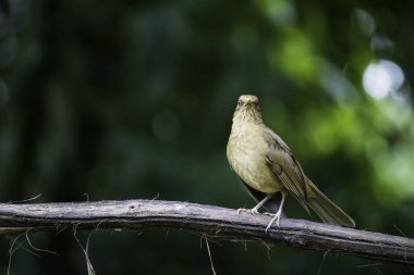 Farklı türlerden kuşlar ağaçlarda yiyecek arar.