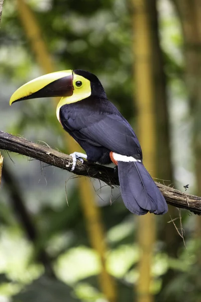 This family of ranphastidae birds of the order of the piciformes is very wide since it houses six genera and forty-two different species of toucans.