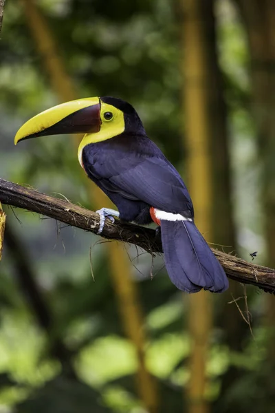 This family of ranphastidae birds of the order of the piciformes is very wide since it houses six genera and forty-two different species of toucans.