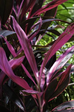 Leylak çiçekleri, Kosta Rika 'da çekilmiş fotoğraf.