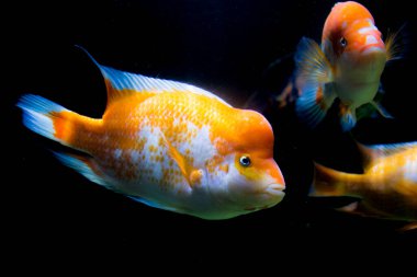 Akvaryumdaki Midas Cichlid, Amerika 'dan Amphilophus citrinellus.. 