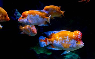 Akvaryumdaki Midas Cichlid, Amerika 'dan Amphilophus citrinellus.. 