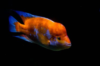 Akvaryumdaki Midas Cichlid, Amerika 'dan Amphilophus citrinellus.. 