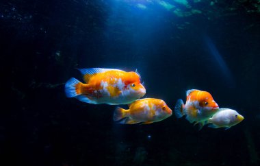 Akvaryumdaki Midas Cichlid, Amerika 'dan Amphilophus citrinellus.. 