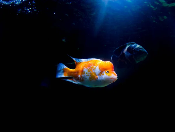 Midas Cichlid Acuario Amphilophus Citrinellus Desde America —  Fotos de Stock