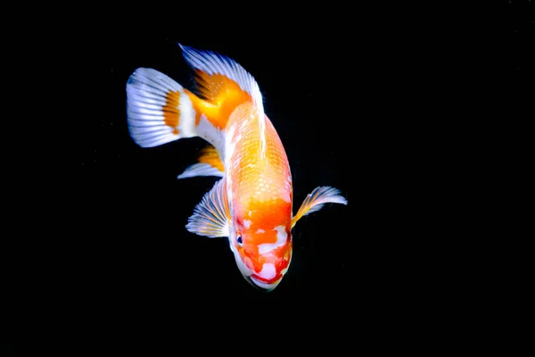 Midas Buntbarsch Aquarium Amphilophus Citrinellus Aus Amerika — Stockfoto