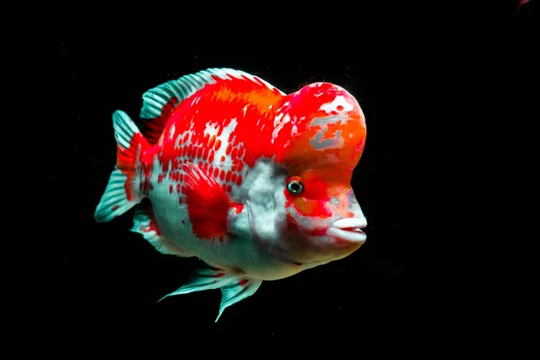 Midas Cichlid Acuario Amphilophus Citrinellus Desde America —  Fotos de Stock