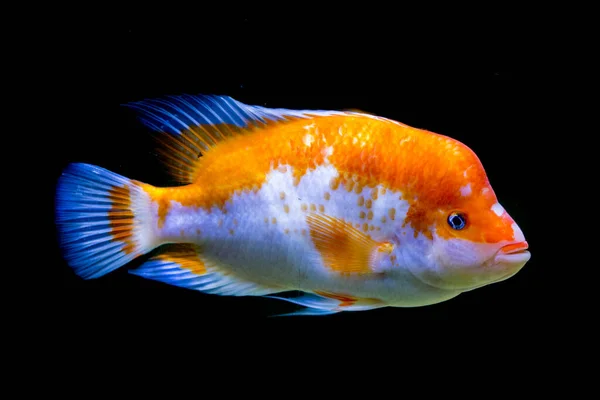 Midas Cichlid Aquarium Amphilophus Citrinellus America — Stock Photo, Image