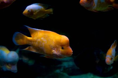 Akvaryumdaki Midas Cichlid, Amerika 'dan Amphilophus citrinellus.. 