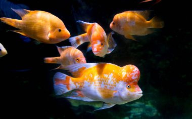 Akvaryumdaki Midas Cichlid, Amerika 'dan Amphilophus citrinellus.. 