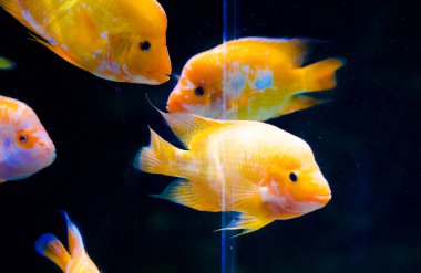 Akvaryumdaki Midas Cichlid, Amerika 'dan Amphilophus citrinellus.. 