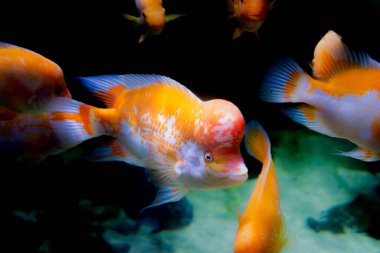 Akvaryumdaki Midas Cichlid, Amerika 'dan Amphilophus citrinellus.. 