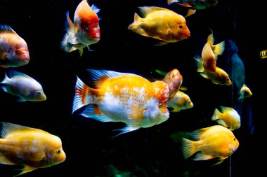 Akvaryumdaki Midas Cichlid, Amerika 'dan Amphilophus citrinellus.. 